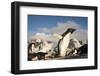 Adelie Penguins, Antarctica-Paul Souders-Framed Photographic Print