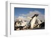 Adelie Penguins, Antarctica-Paul Souders-Framed Photographic Print