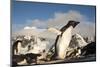 Adelie Penguins, Antarctica-Paul Souders-Mounted Photographic Print