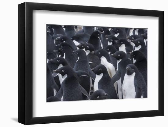 Adelie penguins, Antarctica-Art Wolfe-Framed Photographic Print