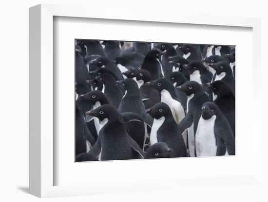 Adelie penguins, Antarctica-Art Wolfe-Framed Photographic Print