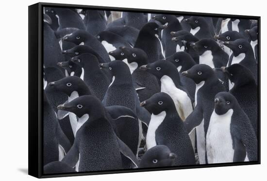 Adelie penguins, Antarctica-Art Wolfe-Framed Stretched Canvas