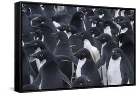 Adelie penguins, Antarctica-Art Wolfe-Framed Stretched Canvas