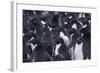 Adelie penguins, Antarctica-Art Wolfe-Framed Photographic Print