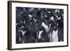 Adelie penguins, Antarctica-Art Wolfe-Framed Photographic Print