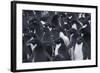 Adelie penguins, Antarctica-Art Wolfe-Framed Photographic Print