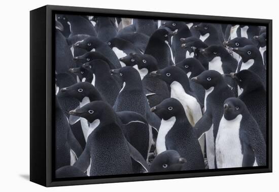 Adelie penguins, Antarctica-Art Wolfe-Framed Stretched Canvas