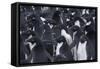 Adelie penguins, Antarctica-Art Wolfe-Framed Stretched Canvas