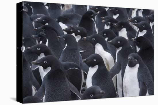 Adelie penguins, Antarctica-Art Wolfe-Stretched Canvas