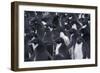 Adelie penguins, Antarctica-Art Wolfe-Framed Photographic Print