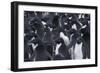 Adelie penguins, Antarctica-Art Wolfe-Framed Photographic Print