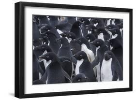 Adelie penguins, Antarctica-Art Wolfe-Framed Photographic Print