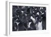 Adelie penguins, Antarctica-Art Wolfe-Framed Photographic Print