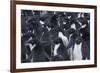 Adelie penguins, Antarctica-Art Wolfe-Framed Photographic Print