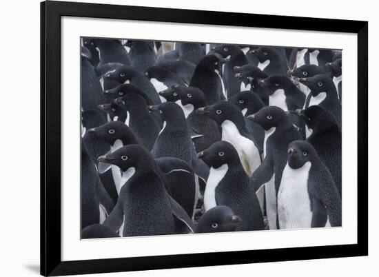 Adelie penguins, Antarctica-Art Wolfe-Framed Photographic Print