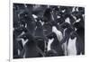 Adelie penguins, Antarctica-Art Wolfe-Framed Photographic Print