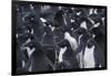 Adelie penguins, Antarctica-Art Wolfe-Framed Photographic Print