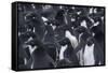 Adelie penguins, Antarctica-Art Wolfe-Framed Stretched Canvas