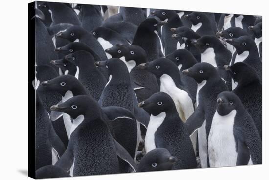 Adelie penguins, Antarctica-Art Wolfe-Stretched Canvas