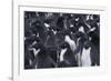 Adelie penguins, Antarctica-Art Wolfe-Framed Photographic Print
