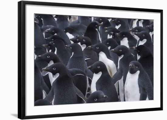 Adelie penguins, Antarctica-Art Wolfe-Framed Photographic Print