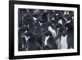 Adelie penguins, Antarctica-Art Wolfe-Framed Photographic Print