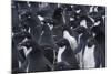 Adelie penguins, Antarctica-Art Wolfe-Mounted Photographic Print