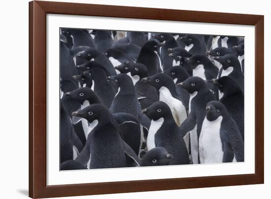 Adelie penguins, Antarctica-Art Wolfe-Framed Photographic Print