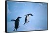 Adelie Penguins Climbing Ice Floe-DLILLC-Framed Stretched Canvas