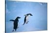 Adelie Penguins Climbing Ice Floe-DLILLC-Stretched Canvas