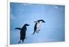 Adelie Penguins Climbing Ice Floe-DLILLC-Framed Photographic Print