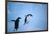 Adelie Penguins Climbing Ice Floe-DLILLC-Framed Photographic Print