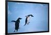 Adelie Penguins Climbing Ice Floe-DLILLC-Framed Photographic Print