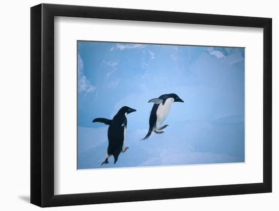Adelie Penguins Climbing Ice Floe-DLILLC-Framed Photographic Print