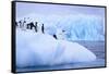 Adelie Penguins Clustered on an Iceberg-DLILLC-Framed Stretched Canvas