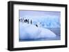 Adelie Penguins Clustered on an Iceberg-DLILLC-Framed Photographic Print