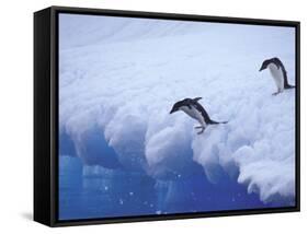 Adelie Penguins Dive from an Iceberg, Antarctica-Hugh Rose-Framed Stretched Canvas