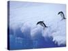 Adelie Penguins Dive from an Iceberg, Antarctica-Hugh Rose-Stretched Canvas