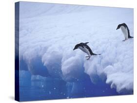 Adelie Penguins Dive from an Iceberg, Antarctica-Hugh Rose-Stretched Canvas