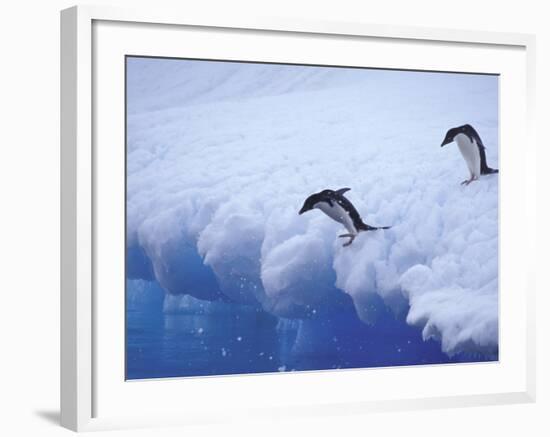 Adelie Penguins Dive from an Iceberg, Antarctica-Hugh Rose-Framed Photographic Print
