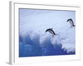 Adelie Penguins Dive from an Iceberg, Antarctica-Hugh Rose-Framed Photographic Print