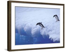 Adelie Penguins Dive from an Iceberg, Antarctica-Hugh Rose-Framed Photographic Print