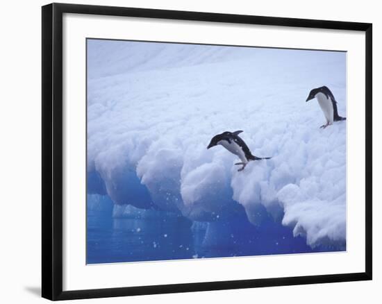 Adelie Penguins Dive from an Iceberg, Antarctica-Hugh Rose-Framed Photographic Print