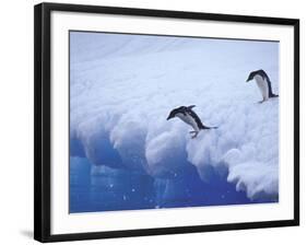 Adelie Penguins Dive from an Iceberg, Antarctica-Hugh Rose-Framed Photographic Print