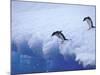 Adelie Penguins Dive from an Iceberg, Antarctica-Hugh Rose-Mounted Photographic Print