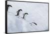 Adelie Penguins Jumping into the Sea-DLILLC-Framed Stretched Canvas