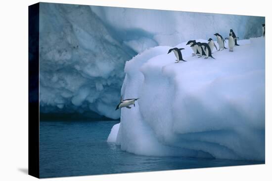 Adelie Penguins Jumping into Water-DLILLC-Stretched Canvas