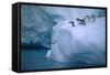 Adelie Penguins Jumping into Water-DLILLC-Framed Stretched Canvas