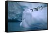 Adelie Penguins Jumping into Water-DLILLC-Framed Stretched Canvas