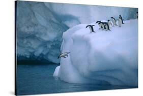 Adelie Penguins Jumping into Water-DLILLC-Stretched Canvas